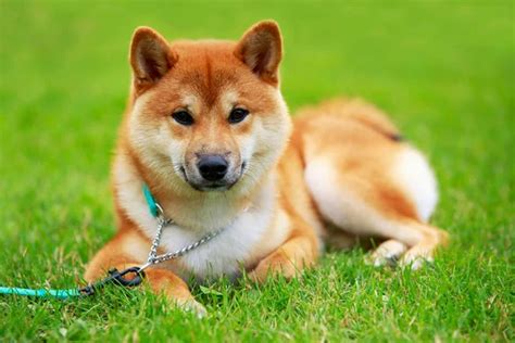 shiba inu photography|4,184 Shiba Inu Stock Photos & High